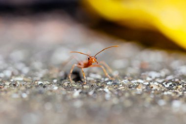 Close up red weaver ants on the floor