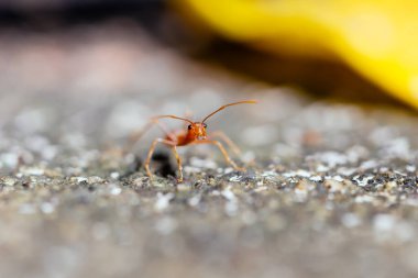 Close up red weaver ants on the floor