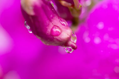 yeşil yaprak yağmur sonra su damlaları