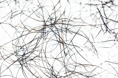 pubic hair fall isolated on white background