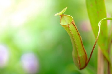 Nepenthes, ağırlıklı olarak yağmur ormanlarında yetişen bir bitki türüdür..