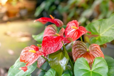 Bahçedeki güzel spadix çiçeği, seçici odak