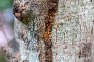 asker termit toprak yiyenler 