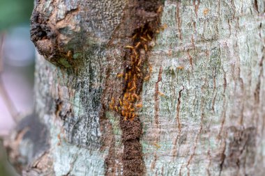 asker termit toprak yiyenler 