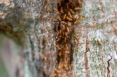 asker termit toprak yiyenler 