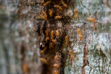 asker termit toprak yiyenler 