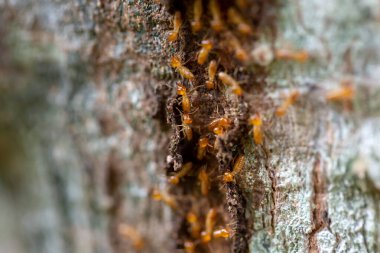 the soldier termite of soil eaters  clipart