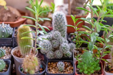 Kaktüs çöl gibi çorak topraklarda yaşayan bir bitkidir.