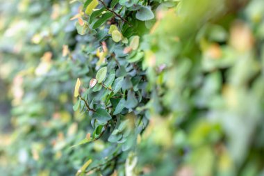 incir duvara tırmanma