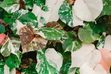 Güneşin altındaki yaprakların deseni doğanın güzelliğini yansıtır..