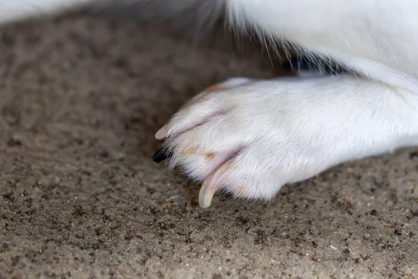 Dog\'s paws with long claws
