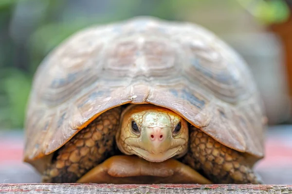 The Thai mountain turtle or land turtle is a protected wildlife.