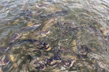 Siriped Catfish nehirde yemek için bekliyor.