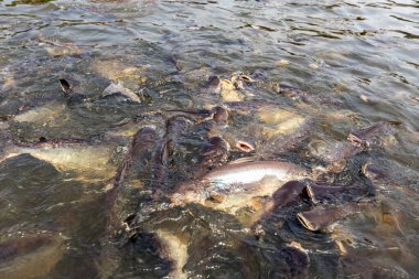 Siriped Catfish nehirde yemek için bekliyor.