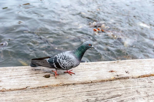 Pigeons Floor Causing Excrement Bad Smell Problem — Stock Photo, Image