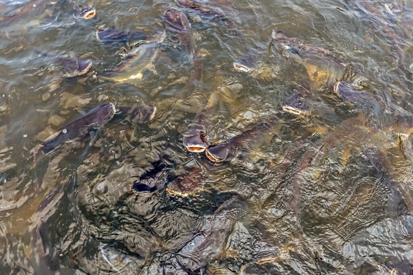 Siriped Catfish Waiting Eat River — Stock Photo, Image