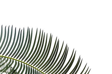 Cycas yaprakları. Yakın plan. Seçici odaklanma. Doğal yeşil arkaplan