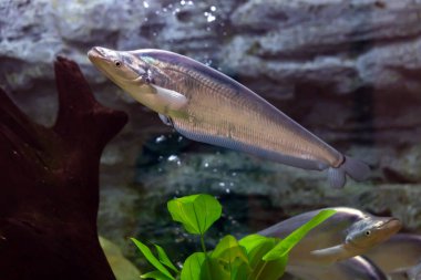 Akvaryumda yüzen bıyıklı Sheaifish.