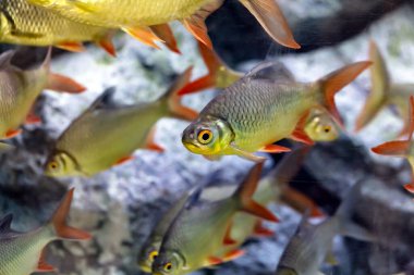 Java barb or silver barb scrambling for food in a pond