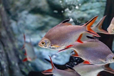 Java barb or silver barb scrambling for food in a pond