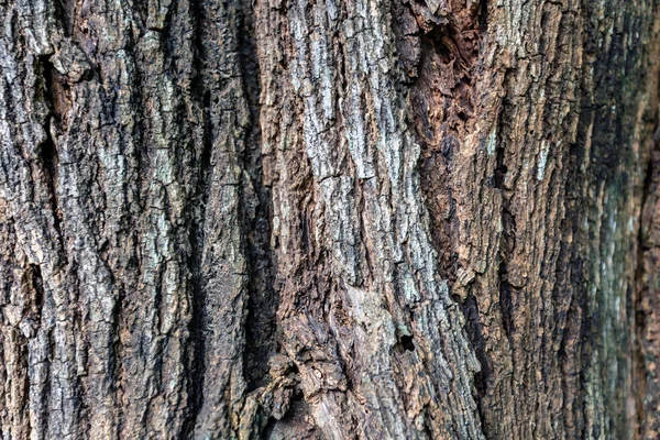 Zbliżenie Starej Struktury Kory Drzewa — Zdjęcie stockowe