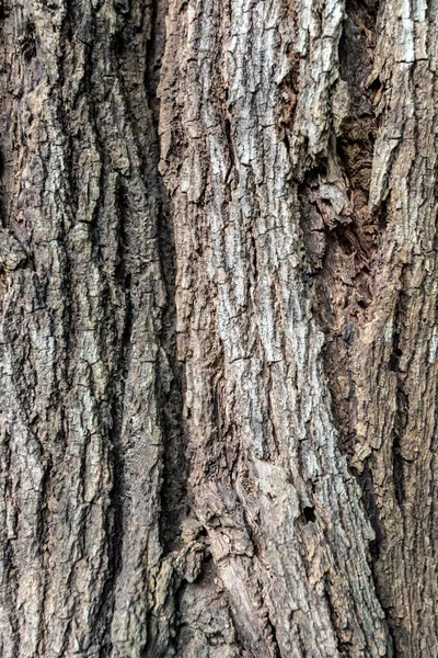 古い木の樹皮の質感のクローズアップ — ストック写真