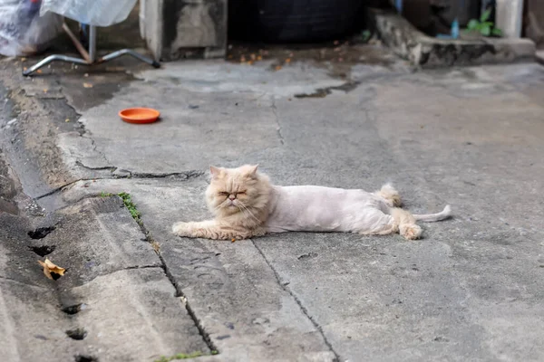 Gatos Cabelos Compridos Cortam Pele Porque Está Suja — Fotografia de Stock