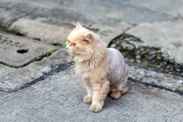 Long Haired Cats Get Fur Trimmed Because Dirty — Stock Photo, Image