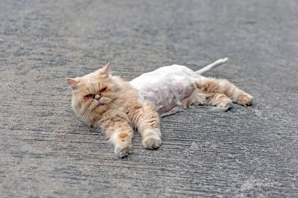 Gatos Cabelos Compridos Cortam Pele Porque Está Suja — Fotografia de Stock