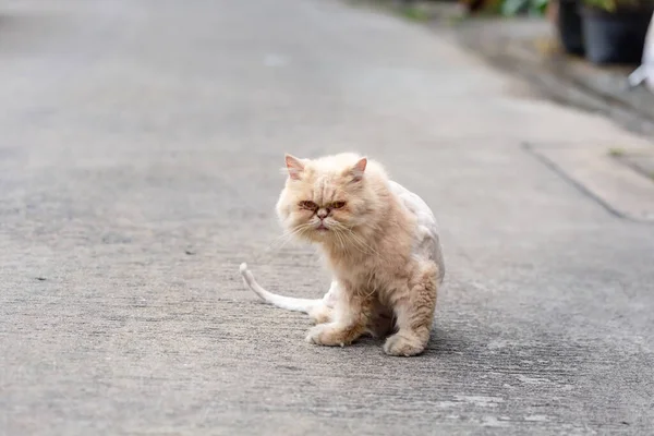 Dlouhovlasé Kočky Nechávají Stříhat Srst Protože Špinavá — Stock fotografie