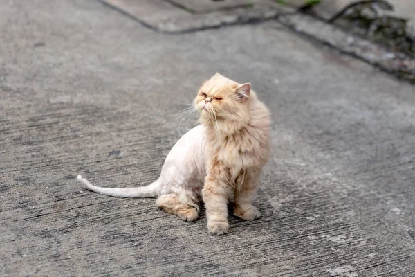 Hosszú Hajú Macskák Szőrét Azért Nyírják Mert Koszos — Stock Fotó