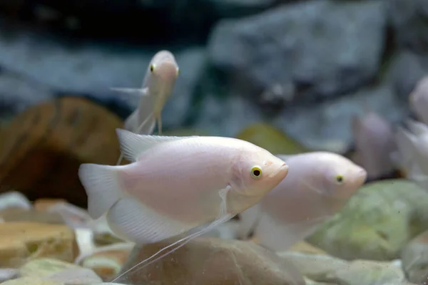 Riesiger Gouramifisch Aquarium — Stockfoto