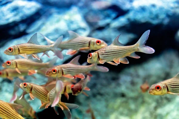 Ikan Mas Bertali Tujuh Akuarium — Stok Foto