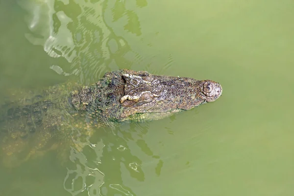 stock image Big Crocodile Resting In A Crocodiles Farm