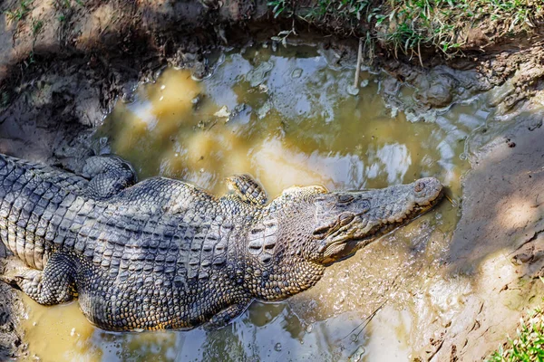 stock image Big Crocodile Resting In A Crocodiles Farm