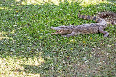 Büyük timsah timsahlar grupta istirahat