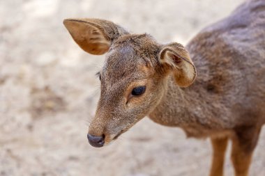 Domuz geyikleri nesli tükenmekte olan koruma altındaki türlerdir..