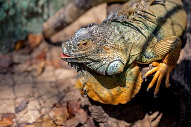 İguana, tahta üzerine yakın plan siyah arka plan