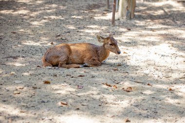 Domuz geyikleri nesli tükenmekte olan koruma altındaki türlerdir..