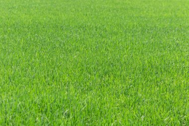 closeup of rice field plantation