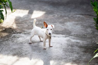 Jack Russell eğleniyor..