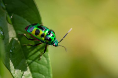 Lychee kalkan böceği (chrysocoris stolii, Scutelleridae) dal üzerinde