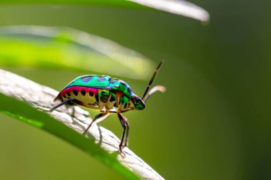 Lychee kalkan böceği (chrysocoris stolii, Scutelleridae) dal üzerinde