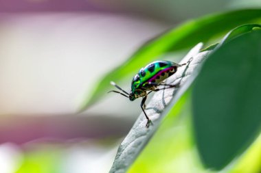 Lychee kalkan böceği (chrysocoris stolii, Scutelleridae) dal üzerinde