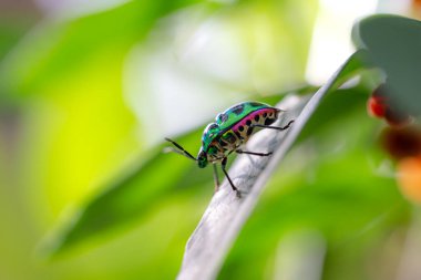 Lychee kalkan böceği (chrysocoris stolii, Scutelleridae) dal üzerinde
