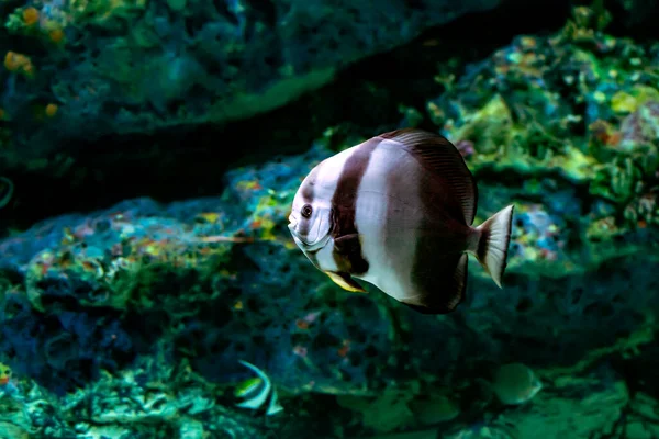 Batfish Teira Dans Aquarium — Photo