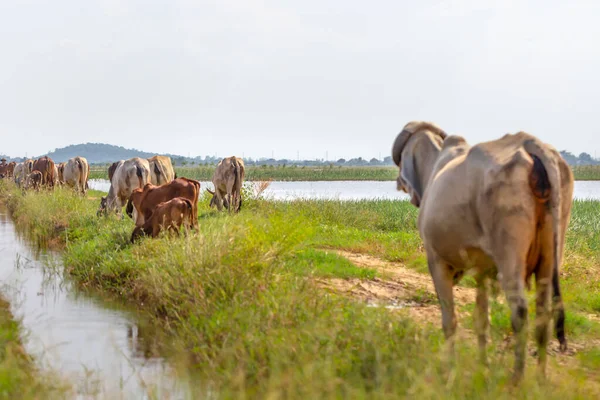 空腹の牛の群れが乾いた草の上を道路で餌をやる — ストック写真
