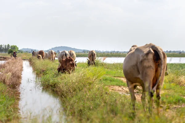 空腹の牛の群れが乾いた草の上を道路で餌をやる — ストック写真