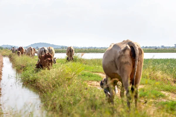 Una Manada Vacas Hambrientas Alimenta Hierba Seca Por Camino —  Fotos de Stock