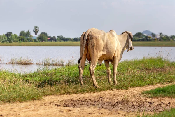 Eine Herde Hungriger Kühe Ernährt Sich Vom Trockenen Gras Der — Stockfoto